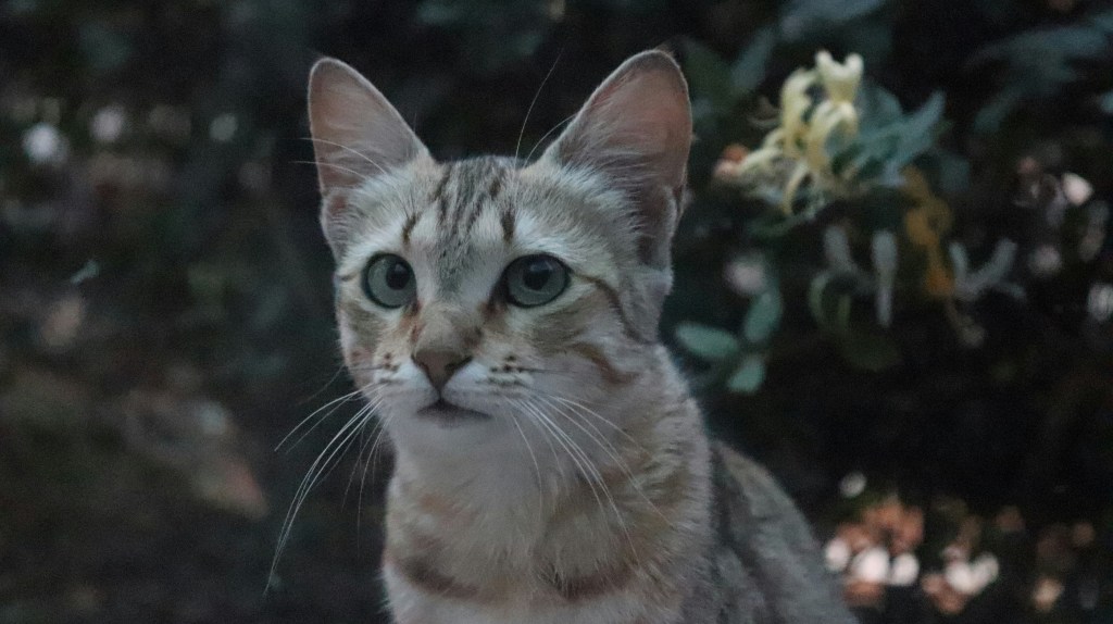 Curious cat. (Unsplash)